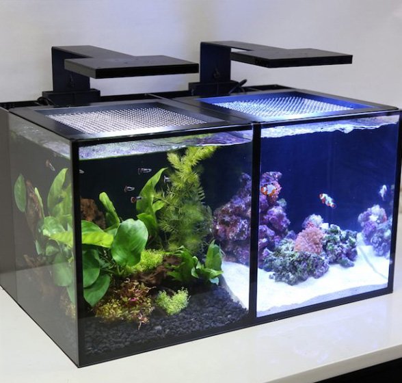 Fish Aquarium